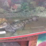Продаю крокодила