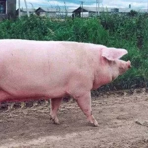 Продаем свинину живок
