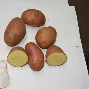 Качественный элитный семенной  картофель,  экологически чистый