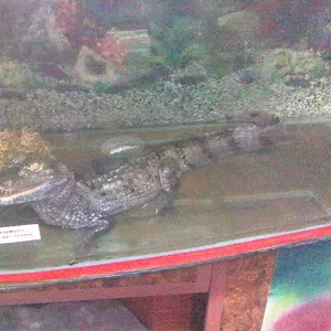 Продаю крокодила