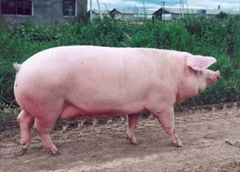 Продаем свинину живок