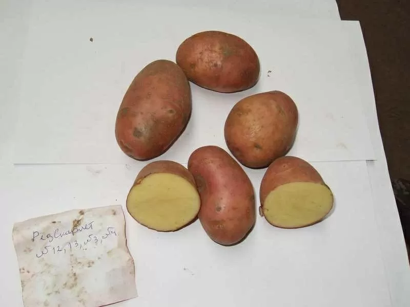 Качественный элитный семенной  картофель,  экологически чистый