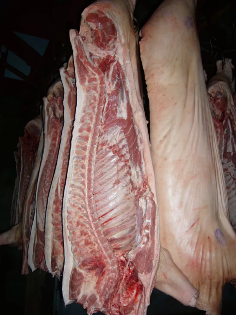 Мясо свинины оптом. Ферма в Брянской области. Доставка. 2
